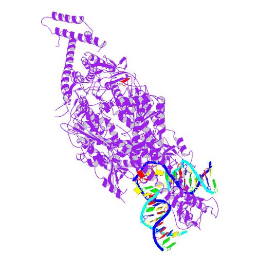 Białko naprawy DNA modyfikuje stabilność długich odcinków CAG w genie choroby Huntingtona