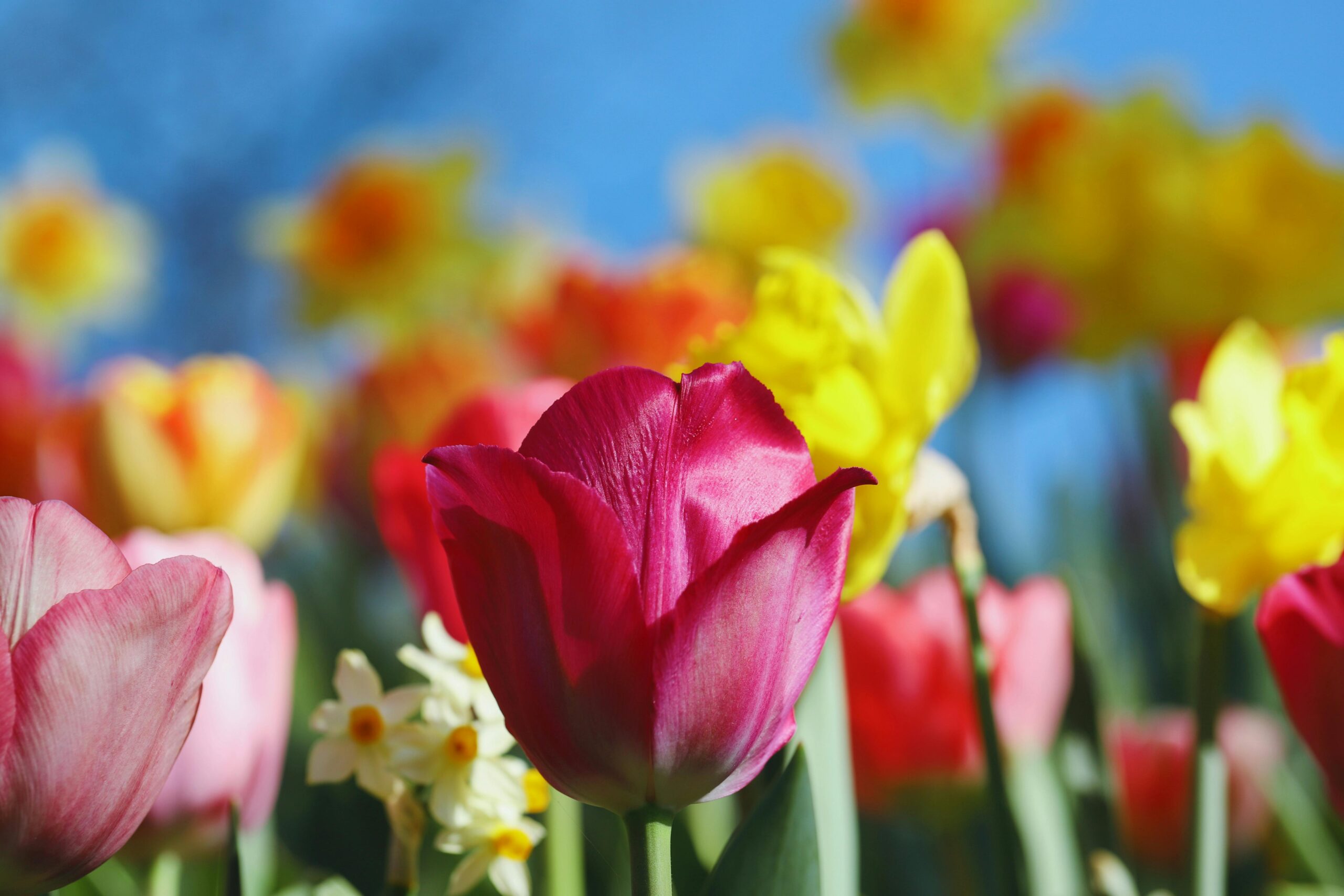 różowy tulipan i krokus na tle błękitnego nieba