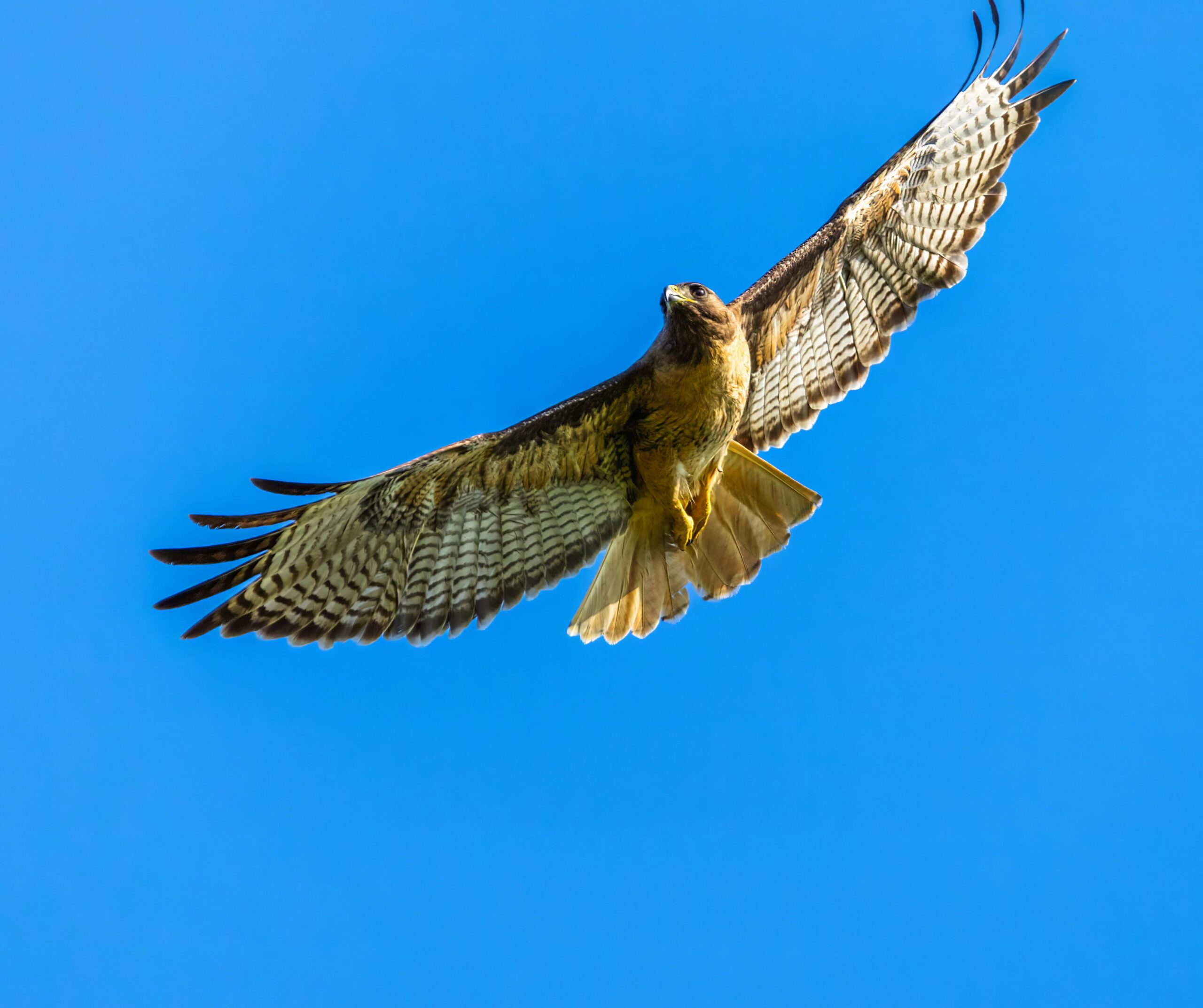 Skyhawk przedstawia obiecujące 12-miesięczne wyniki dla doustnego leku na chorobę Huntingtona SKY-0515